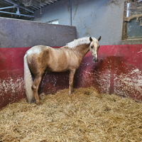 Cavallo stallone haflinger