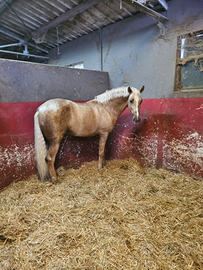 Cavallo stallone haflinger