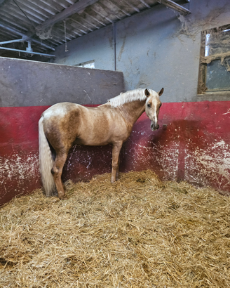 Cavallo stallone haflinger