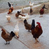 Galli e galline