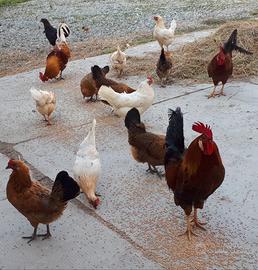 Galli e galline