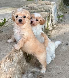 Barboncini Toy cuccioli