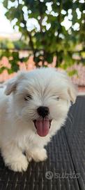 Cuccioli di Maltese con pedigree enci