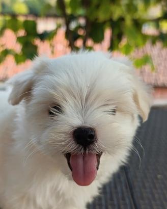 Cuccioli di Maltese con pedigree enci