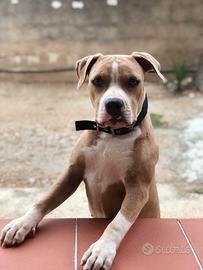 Pitbull