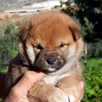 Shiba Inu puppy