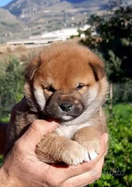 Shiba Inu puppy