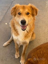 AXL ROSE cagnolone 5 anni in adozione