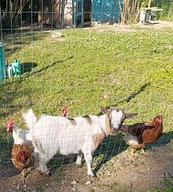 Capra tibetana