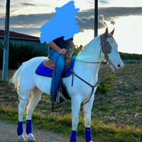 Cavallo paint castrone di 6 anni