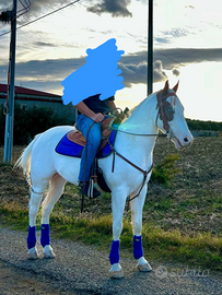 Cavallo paint castrone di 6 anni