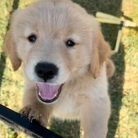 Golden Retriver linea Americana