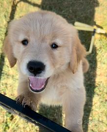 Golden Retriver linea Americana
