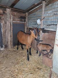Capra camosciata con capretto