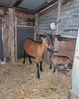Capra camosciata con capretto