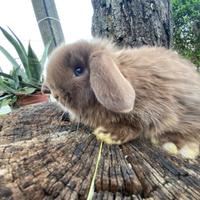 Conigli nani arieti minilop