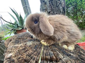 Conigli nani arieti minilop