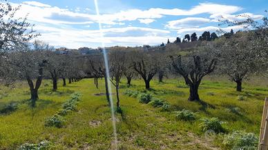 Terreno edificabile ed agricolo