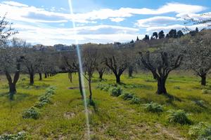 Terreno edificabile ed agricolo