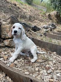 Cuccioli setter inglesi