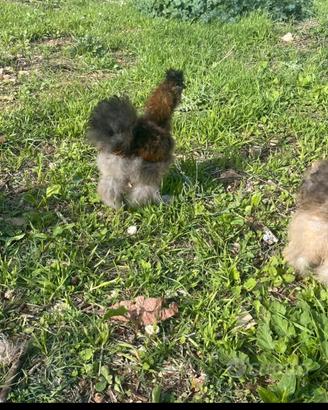 Gallo moroseta