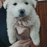 Maremmanino di due-tre mesi