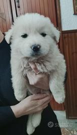 Maremmanino di due-tre mesi