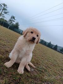 Maschio cucciolo Labrador retriever