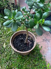 Pianta : Albero di giada