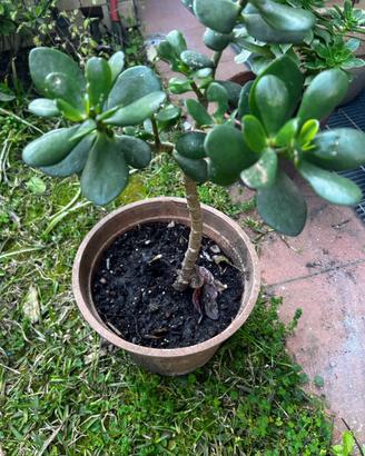 Pianta : Albero di giada