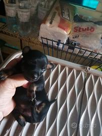 Vendita pinscher