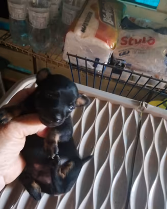 Vendita pinscher