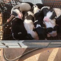 Border Collie