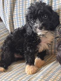 Cucciolo di Cavapoo