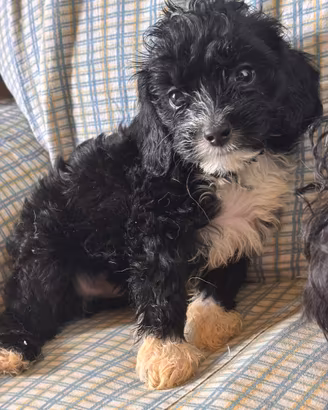 Cucciolo di Cavapoo