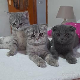 Cuccioli Scottish fold e Scottish straight 