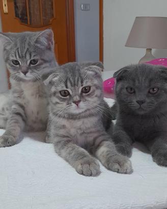 Cuccioli Scottish fold e Scottish straight 