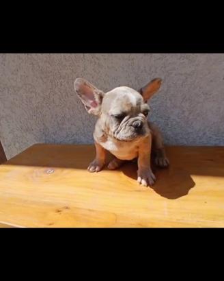 Bulldog francesi blu tan merle