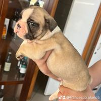 Cuccioli di bulldog francese