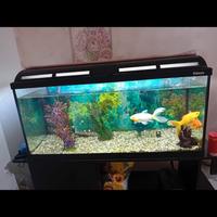 Acquario 180 litri