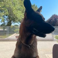 Pastore tedesco per accoppiamento