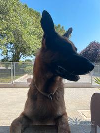 Pastore tedesco per accoppiamento