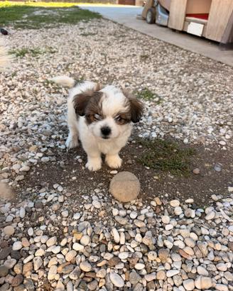 Cuccioli metticio