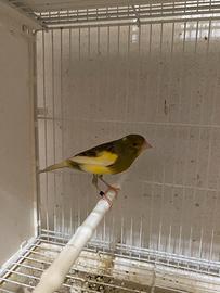 1 maschio e 2 femmine canarini timbrado spagnolo