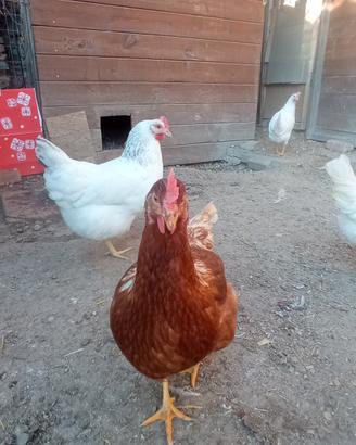 Galline ovaiole