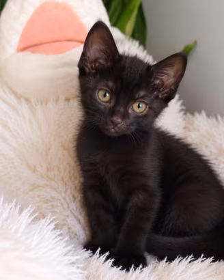 Gattina nera 2 mesi adozione gratis Milano e nord