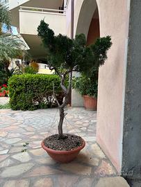 Prebonsai GInepro Bunjin