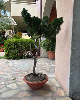 Prebonsai GInepro Bunjin
