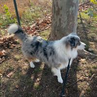 Pastore australiano blu merle