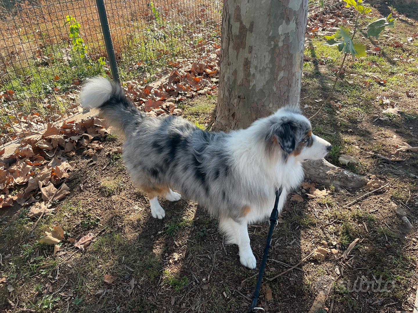 cane da pastore australiano mix di alano